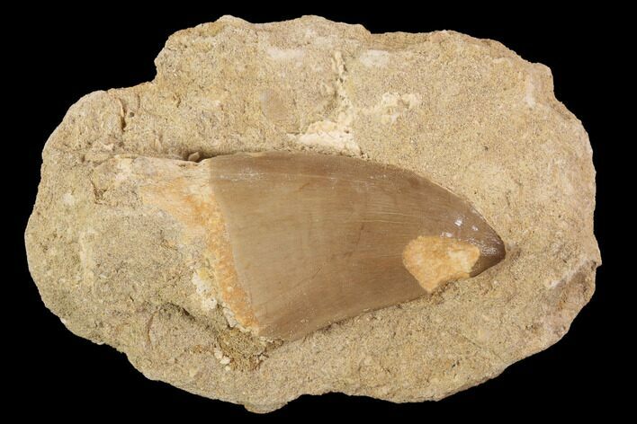 Mosasaur (Prognathodon) Tooth In Rock #91358